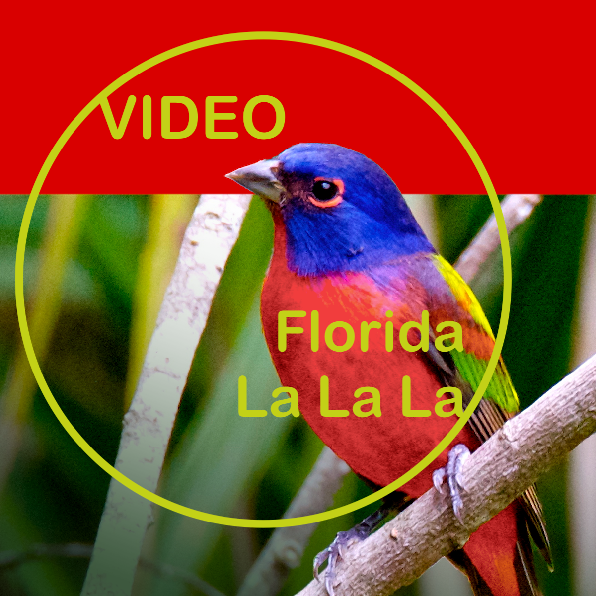 Florida La La La (2022 The Birds of Florida)